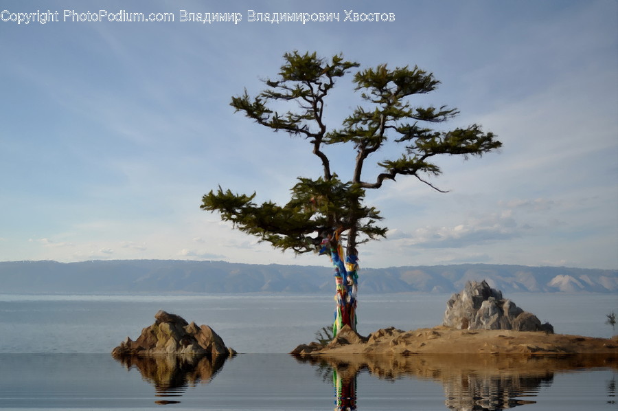 Land, Nature, Outdoors, Tree, Plant