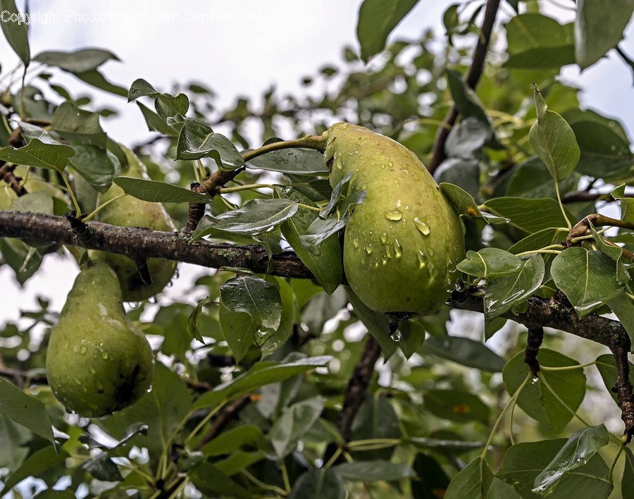 Plant, Fruit, Food, Produce, Pear