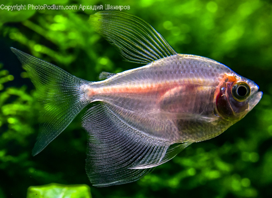 Animal, Fish, Water, Aquatic, Aquarium