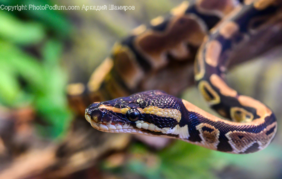 Snake, Reptile, Rock Python, Animal, Anaconda