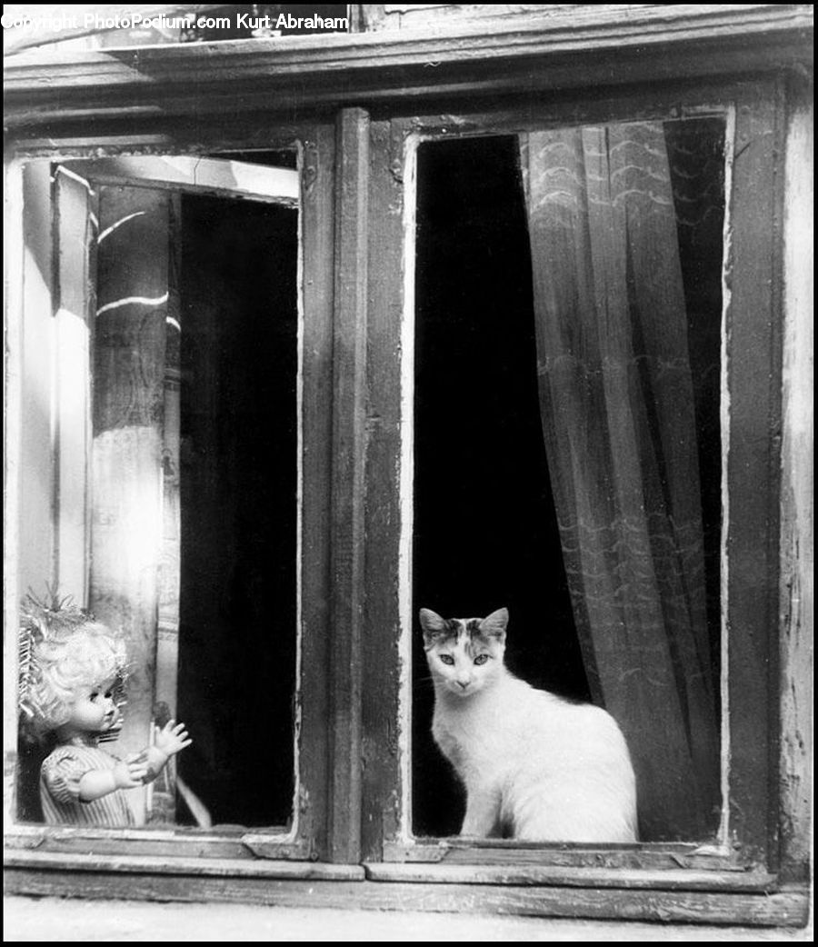 Animal, Cat, Mammal, Pet, Siamese, Kitten, Angora