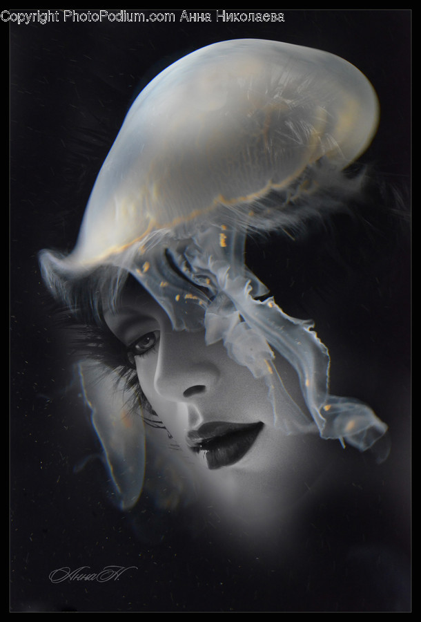 Sea Life, Animal, Invertebrate, Jellyfish, Bird