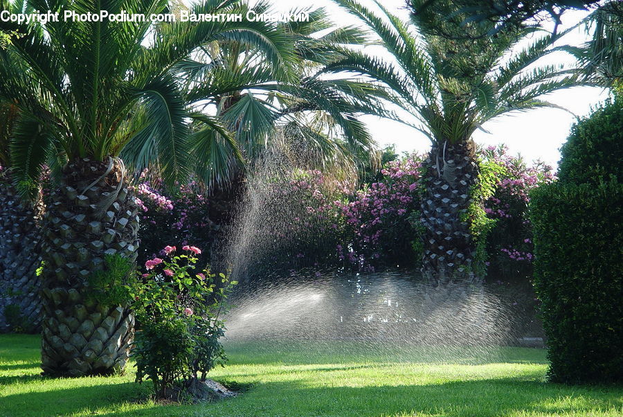 Plant, Potted Plant, Fence, Hedge, Arecaceae, Palm Tree, Tree