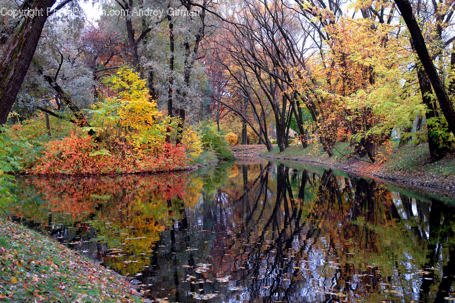 Tree, Plant, Water, Nature, Outdoors