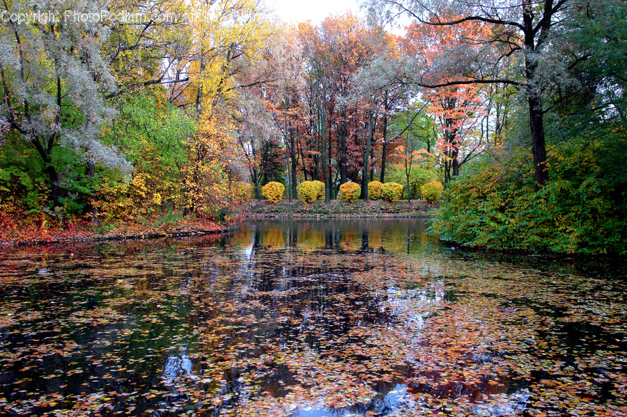 Nature, Land, Outdoors, Water, Plant