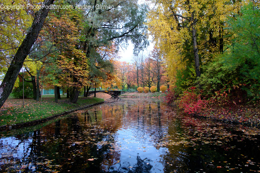 Water, Outdoors, Nature, Land, Tree