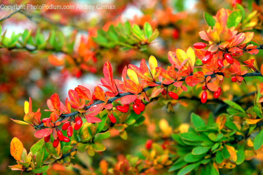 Plant, Leaf, Tree, Bush, Vegetation