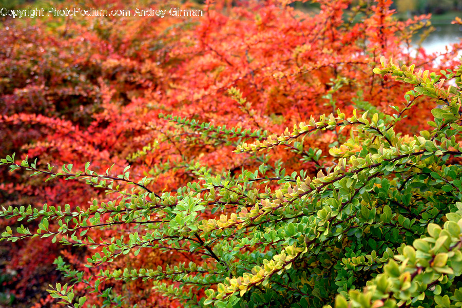 Leaf, Plant, Tree, Maple, Blossom