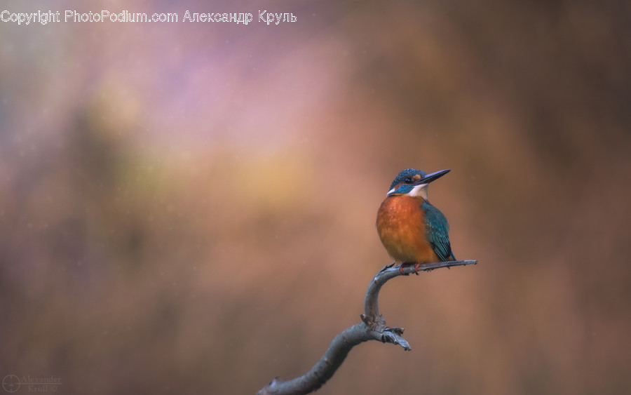Animal, Bird, Bee Eater, Jay, Bluebird