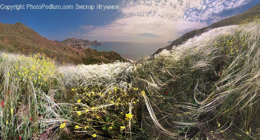 Grass, Plant, Vegetation, Outdoors, Nature