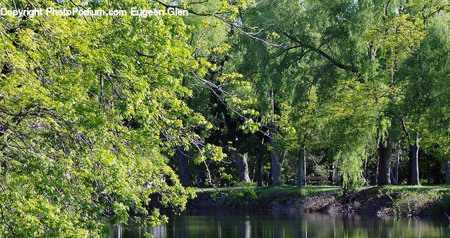 Plant, Potted Plant, Forest, Grove, Land, Outdoors, Pond