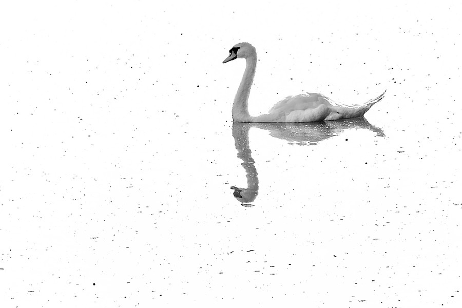 Animal, Bird, Swan, Waterfowl