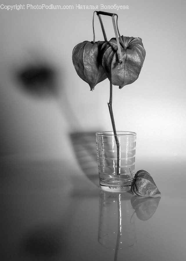 Glass, Plant, Blossom, Flower, Cup