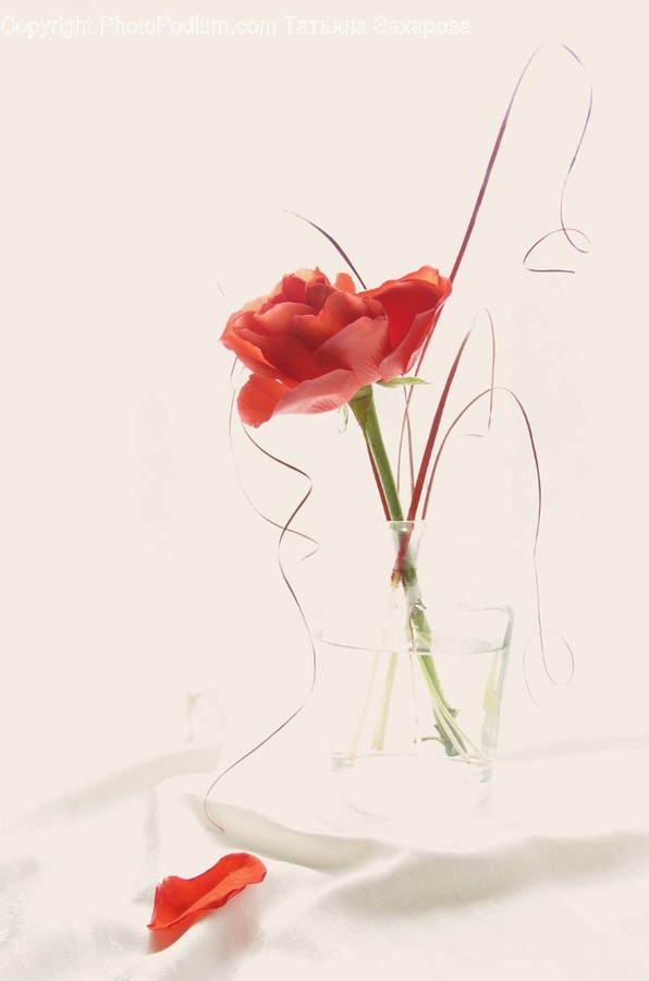 Blossom, Rose, Plant, Flower, Petal