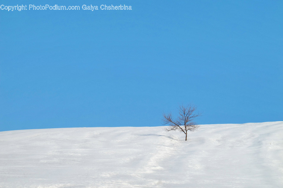 Plant, Tree, Slope, Nature, Outdoors