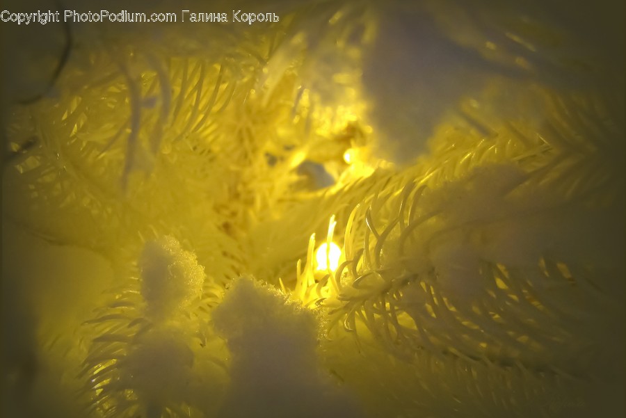 Light, Flare, Sea Anemone, Sea Life, Invertebrate