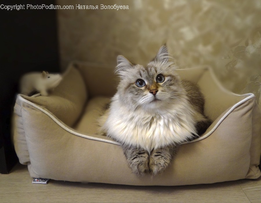 Furniture, Couch, Pet, Cat, Animal
