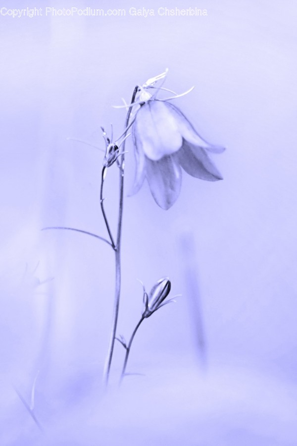Plant, Flower, Geranium, Blossom, Flax