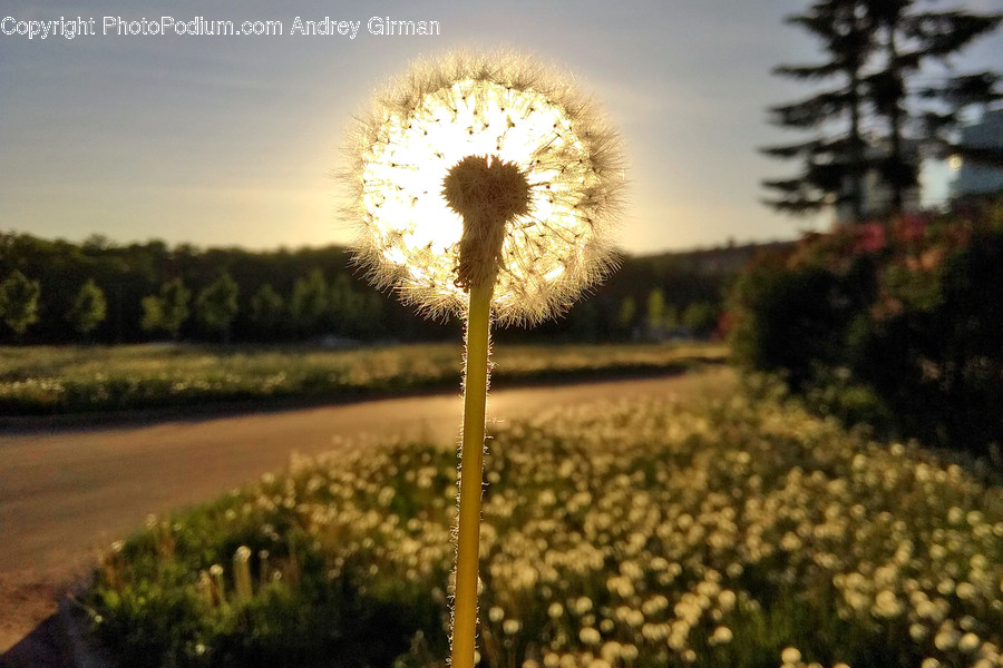 Plant, Blossom, Flower, Dandelion, Cross