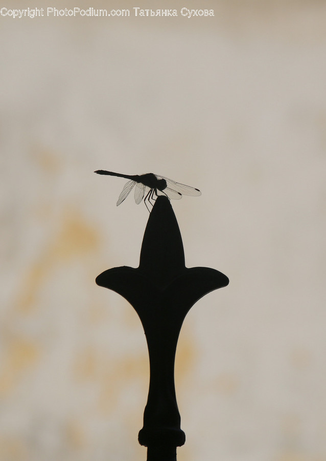 Animal, Bird, Insect, Dragonfly, Invertebrate