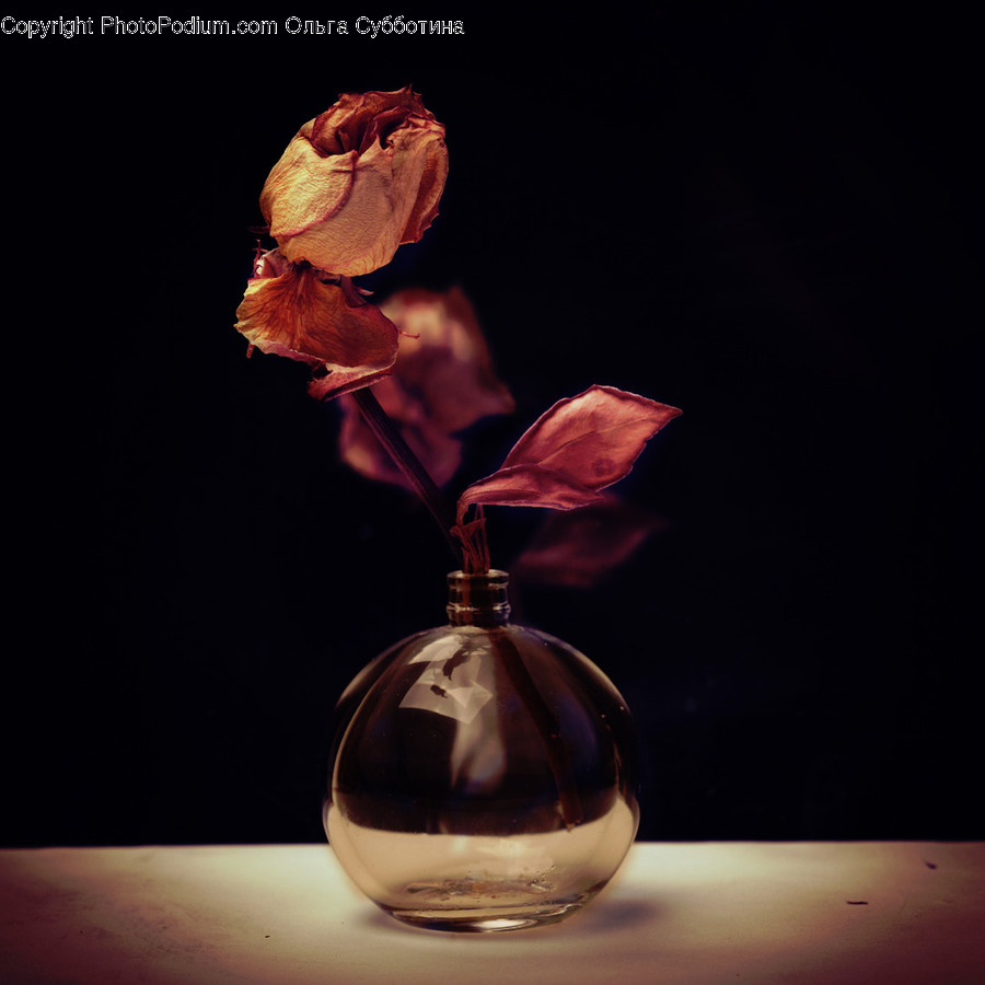 Plant, Jar, Blossom, Flower, Vase