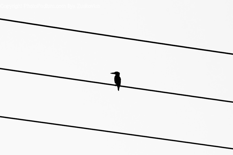 Animal, Bird, Text, Plot, Diagram