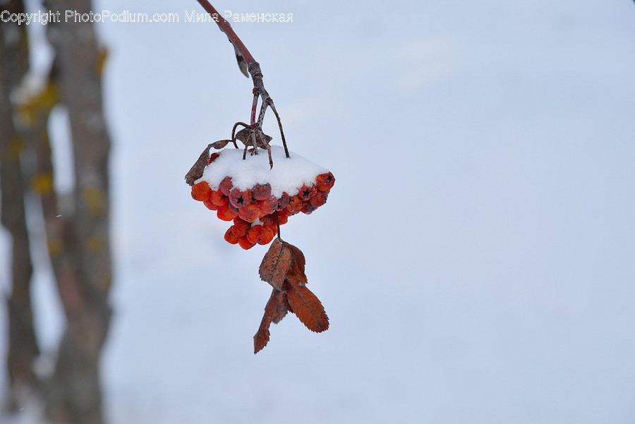 Plant, Food, Fruit, Nature, Outdoors