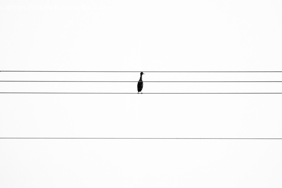 Animal, Bird, Flying, Silhouette