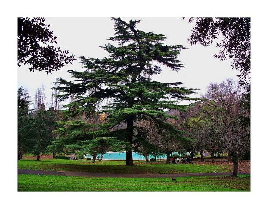 Conifer, Fir, Plant, Tree, Blossom, Flora, Flower
