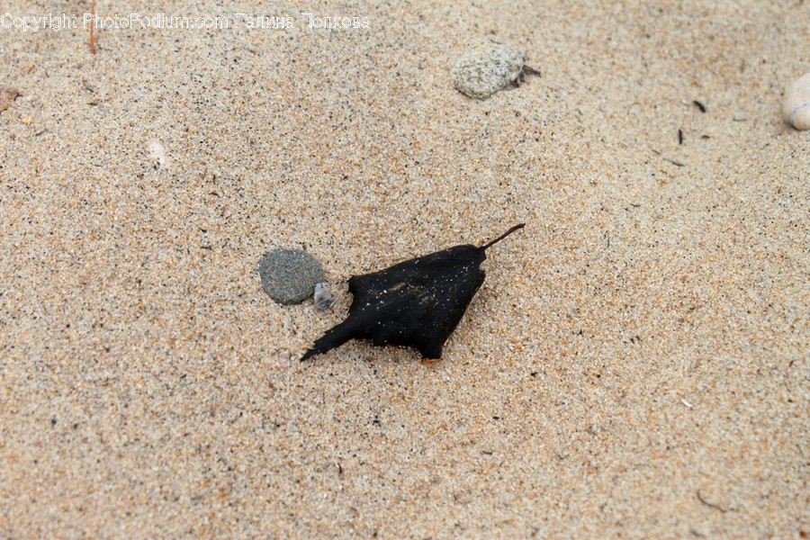 Ground, Insect, Animal, Invertebrate, Gravel