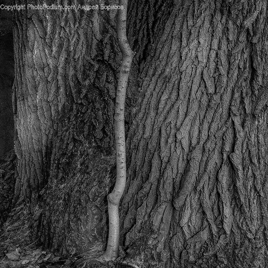 Tree, Plant, Tree Trunk, Rug