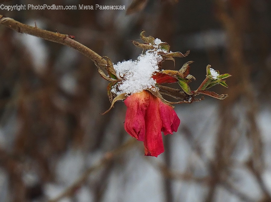 Plant, Leaf, Flower, Blossom, Tree