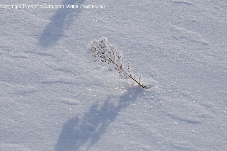 Nature, Outdoors, Ice, Snow, Plant