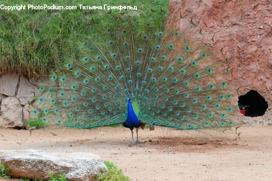 Bird, Peacock, Pheasant, Wildlife, Brick