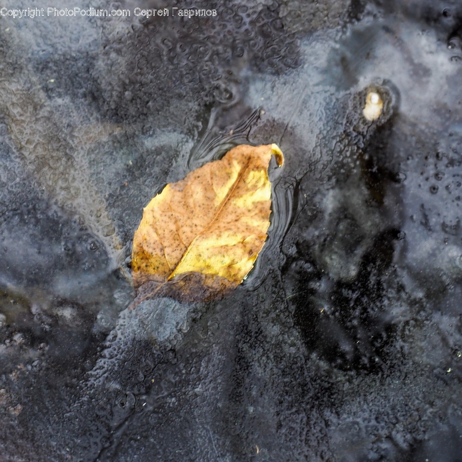 Leaf, Plant, Rock, Outdoors, Nature