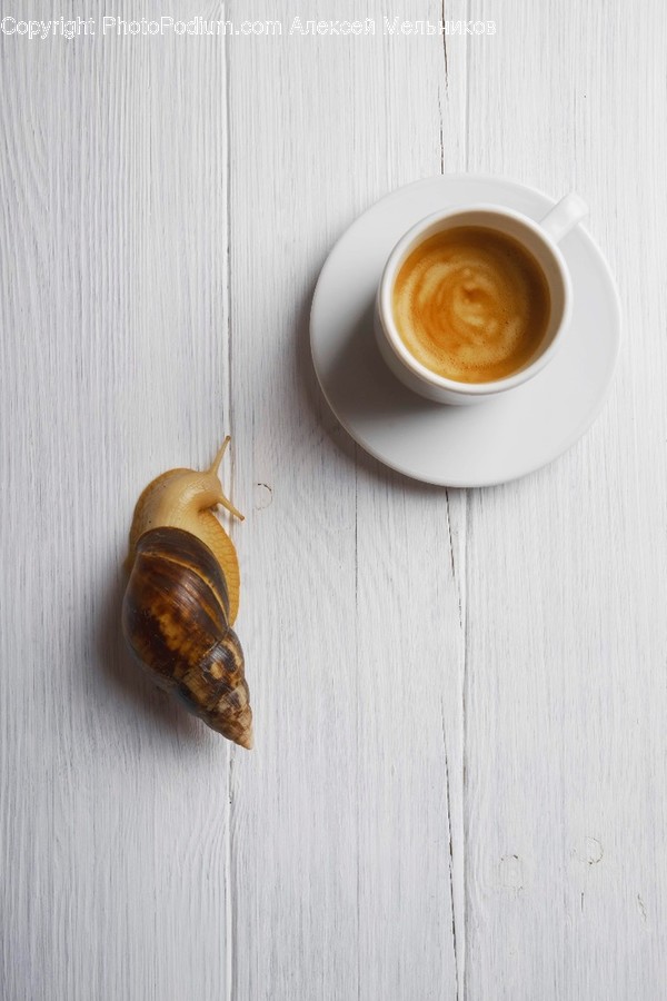 Insect, Animal, Invertebrate, Cup, Coffee Cup