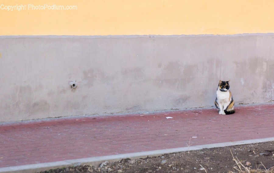 Mammal, Animal, Pet, Cat, Wall