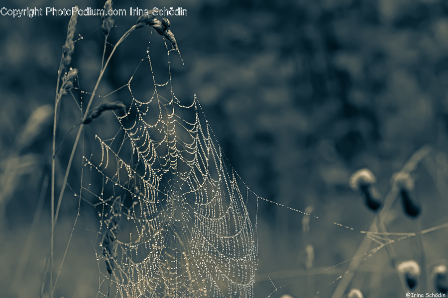 Spider Web, Sphere, Animal, Arachnid, Spider
