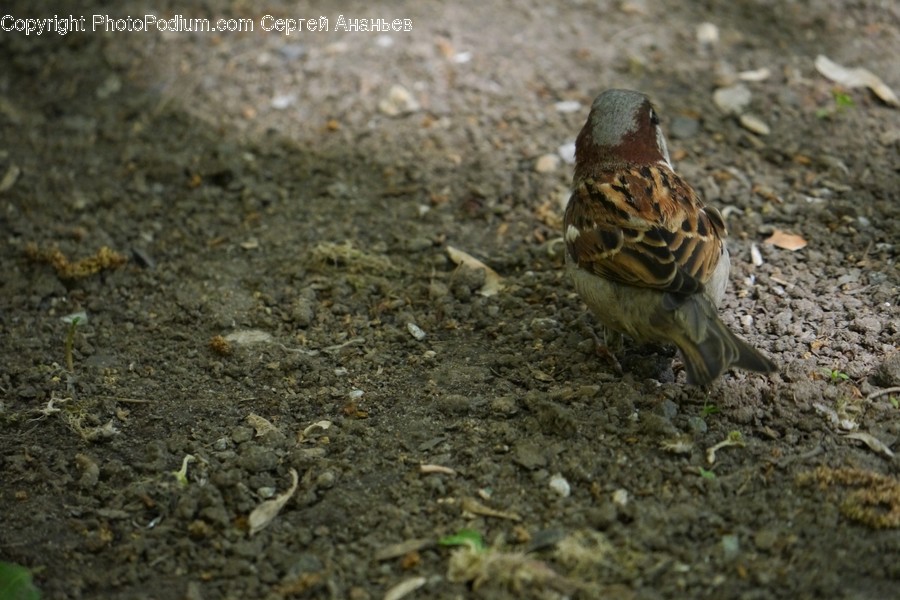 Animal, Bird, Sparrow, Anthus, Ground