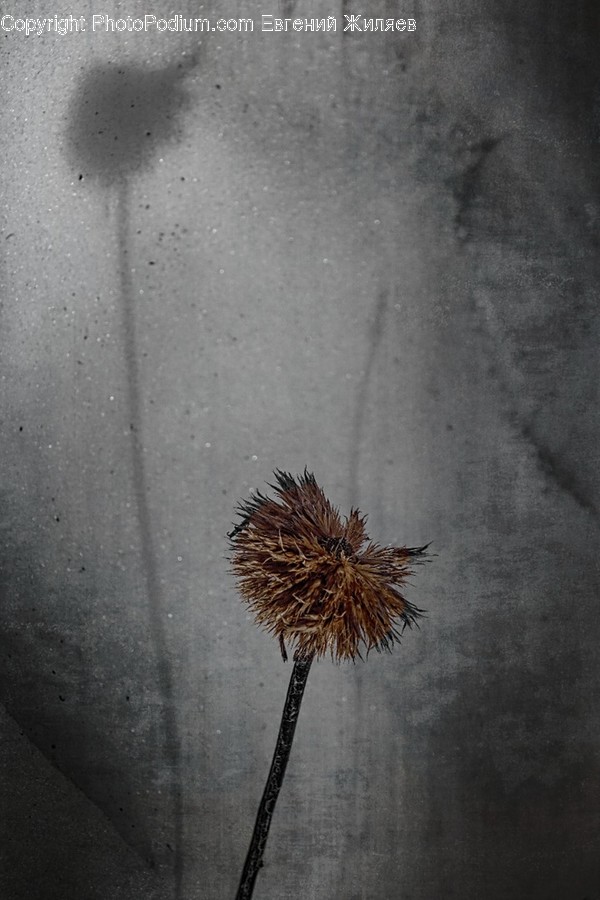 Plant, Tree, Pollen, Blossom, Flower