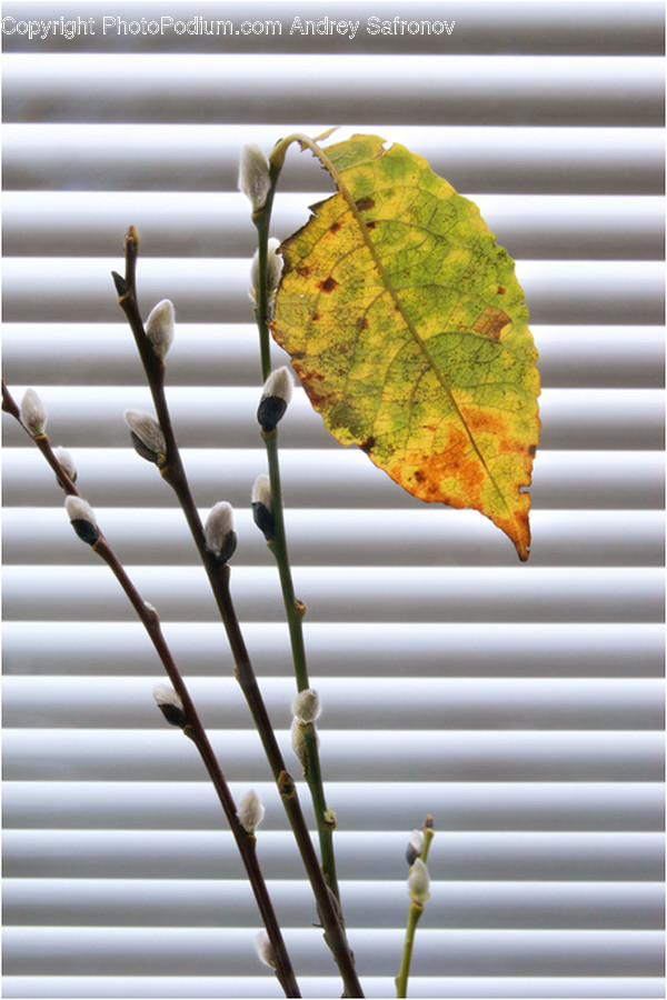 Home Decor, Plant, Leaf, Fruit, Food