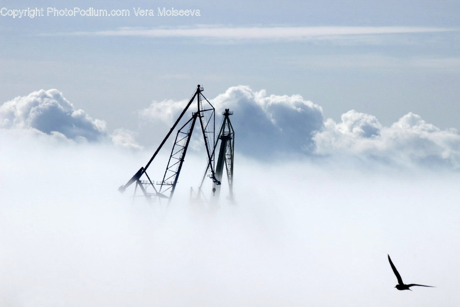 Nature, Animal, Bird, Weather, Fog