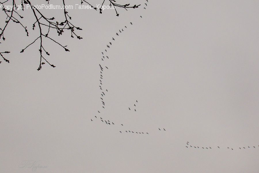 Animal, Flock, Bird, Flying