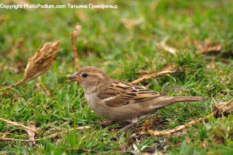 Bird, Sparrow, Grass, Plant, Reed, Finch, Anthus