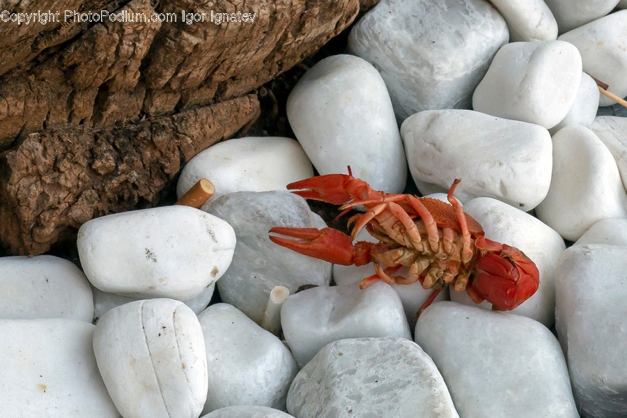 Food, Seafood, Animal, Crawdad, Sea Life