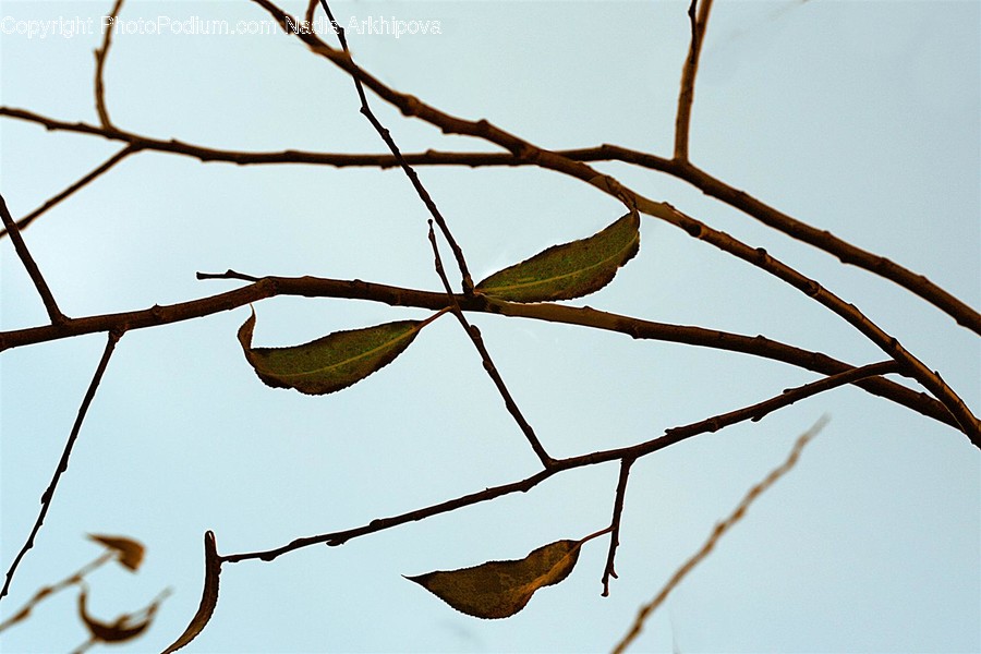 Plant, Leaf, Bird, Animal