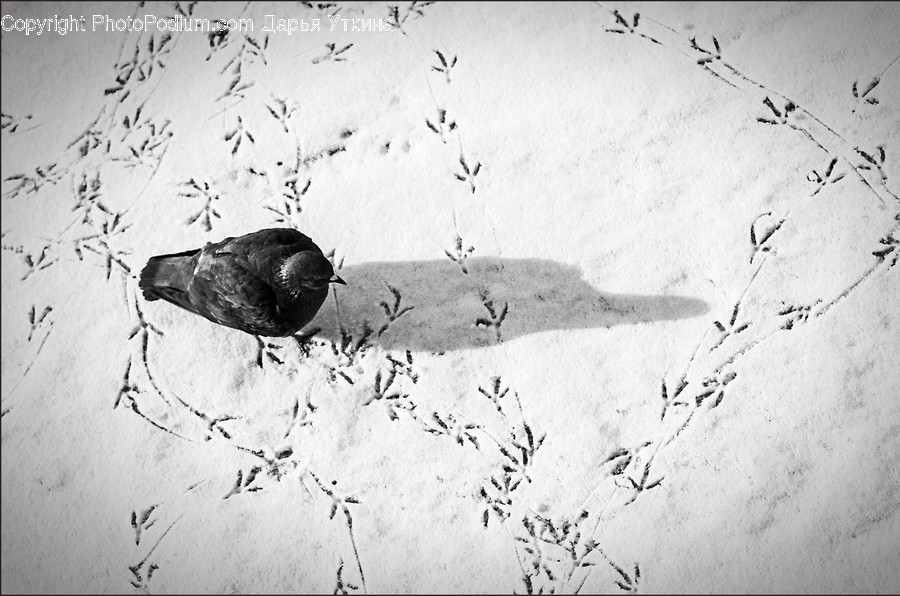 Animal, Bird, Finch, Agelaius, Blackbird