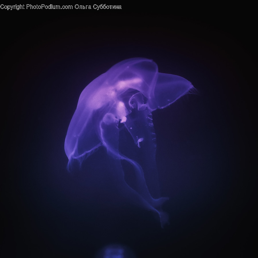 Jellyfish, Invertebrate, Sea Life, Animal, Human