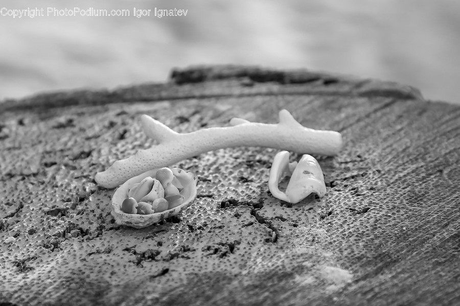 Animal, Reptile, Lizard, Nature, Sand