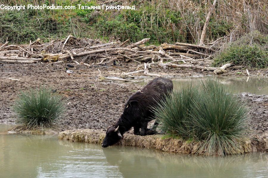Animal, Bear, Black Bear, Mammal, Outdoors, Pond, Water